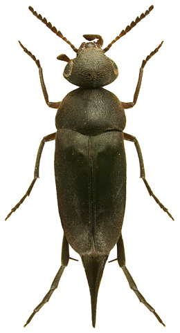Mordella holomelaena UK Beetle Recording
